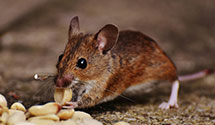 24 Hour & Emergency Exterminators in Jefferson, SC
